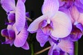 The very pretty orchid close up in the sunshine Royalty Free Stock Photo