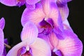 The very pretty orchid close up in the sunshine Royalty Free Stock Photo