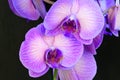 The very pretty orchid close up in the sunshine Royalty Free Stock Photo