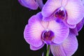 The very pretty orchid close up in the sunshine Royalty Free Stock Photo