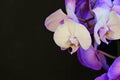 The very pretty orchid close up in the sunshine Royalty Free Stock Photo