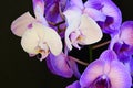 The very pretty orchid close up in the sunshine Royalty Free Stock Photo