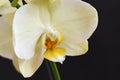 Very pretty colorful orchid  close up in the sunshine Royalty Free Stock Photo