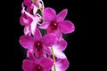 Very pretty colorful orchid close up in the sunshine Royalty Free Stock Photo