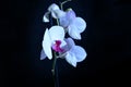 Very pretty colorful orchid close up Royalty Free Stock Photo
