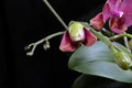 The very pretty colorful orchid close up Royalty Free Stock Photo