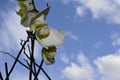 The very pretty colorful orchid close up Royalty Free Stock Photo