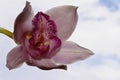 The very pretty colorful orchid close up Royalty Free Stock Photo