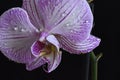 Very pretty colorful orchid close up in the sunshine Royalty Free Stock Photo