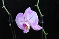 Very pretty colorful orchid close up in the sunshine Royalty Free Stock Photo