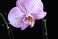 Very pretty colorful orchid close up in the sunshine Royalty Free Stock Photo