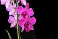 Very pretty colorful orchid close up in the sunshine Royalty Free Stock Photo