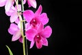 Very pretty colorful orchid close up in the sunshine Royalty Free Stock Photo