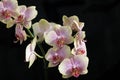 Very pretty colorful orchid close up Royalty Free Stock Photo