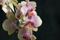 Very pretty colorful orchid close up Royalty Free Stock Photo