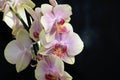 Very pretty colorful orchid close up Royalty Free Stock Photo