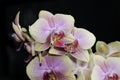 Very pretty colorful orchid close up Royalty Free Stock Photo