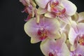 Very pretty colorful orchid close up Royalty Free Stock Photo