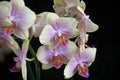 Very pretty colorful orchid close up Royalty Free Stock Photo