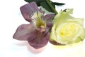 Very pretty colorful orchid with the rose and the water drops Royalty Free Stock Photo