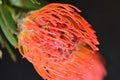 very pretty colorful protea flower on a black background Royalty Free Stock Photo