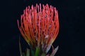 very pretty colorful protea flower on a black background Royalty Free Stock Photo