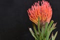 very pretty colorful protea flower on a black background Royalty Free Stock Photo