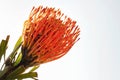 very pretty colorful protea flower on a white background Royalty Free Stock Photo