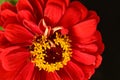 very pretty colorful red zinnia flower in my garden Royalty Free Stock Photo