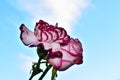 Very pretty colorful rose and carnationin the sunshine Royalty Free Stock Photo