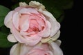 Very pretty rose close up on the mirror Royalty Free Stock Photo