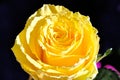 Very pretty colorful rose close up Royalty Free Stock Photo