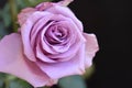 Very pretty colorful rose close up Royalty Free Stock Photo