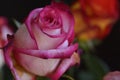 Very pretty colorful rose close up Royalty Free Stock Photo