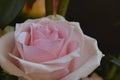 Very pretty colorful rose close up Royalty Free Stock Photo