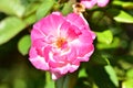 Very pretty colorful rose close up Royalty Free Stock Photo