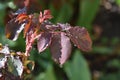 Very pretty colorful rose leaves in the sunshine Royalty Free Stock Photo