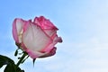 Very pretty colorful rose in the sunshine Royalty Free Stock Photo