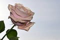 The very pretty colorful rose  close up in the sunshine Royalty Free Stock Photo