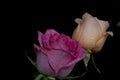 Very pretty colorful rose in the sunshine with the water drops Royalty Free Stock Photo