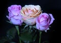 Very pretty colorful roses close up Royalty Free Stock Photo