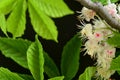 very pretty colorful spring chestnut tree flower from close