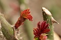 very pretty colorful spring flower close up in the sunshin