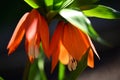 the very pretty colorful spring flower close up view in my garden Royalty Free Stock Photo