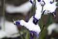 very pretty colorful spring flower under snow Royalty Free Stock Photo