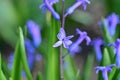 the very pretty colorful spring garden hyacinth fragrant flower with close up