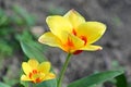 the very pretty colorful spring garden tulip flower with close up Royalty Free Stock Photo