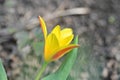 the very pretty colorful spring garden tulip flower with close up Royalty Free Stock Photo