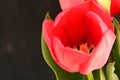 the very pretty colorful spring garden tulip flower close up view in my garden Royalty Free Stock Photo