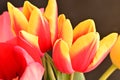 the very pretty colorful spring garden tulip flower close up view in my garden Royalty Free Stock Photo